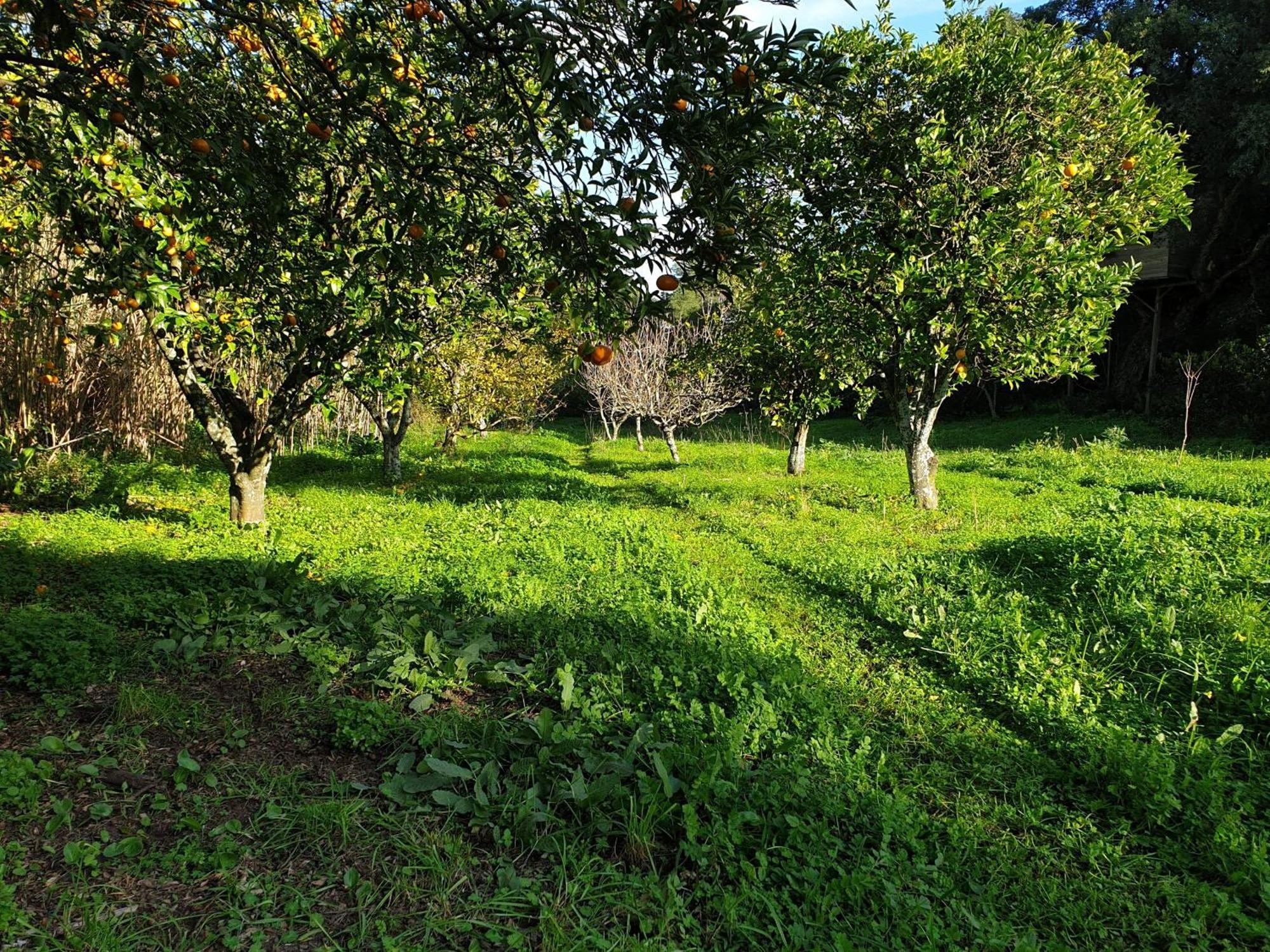 Villa Quinta De Sao Pedro Sobreda Exterior foto